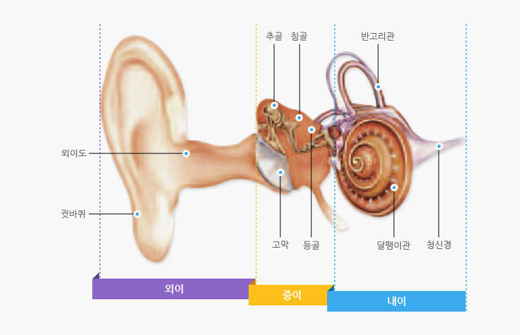 귀의 설명 : 외이부분에는 외이도, 귓바퀴가 있으며 중의에는 고막, 등골, 추골, 침골이 있으며 내이에는 반고리관, 달팽이관, 달팽이관 으로 구성되어 있습니다.